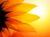 girasolenina