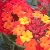 lia.54