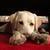 mammadipollicina