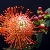 protea