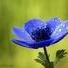 .anemone.