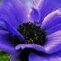 anemoneblu24