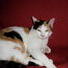 gattosiamese67