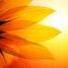 girasolenina