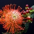 protea