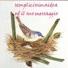 semplicissimaidea