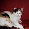 gattosiamese67
