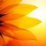 girasolenina